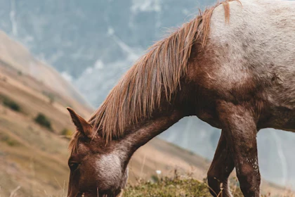 hest
